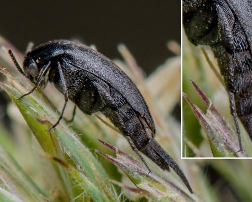 Mordellistena sp.
